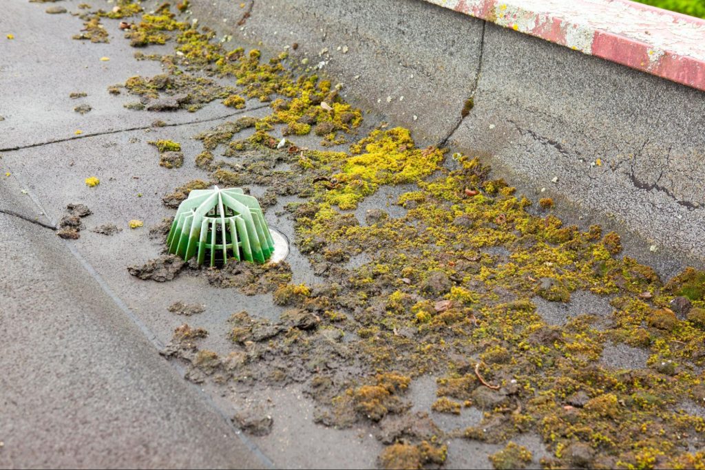 Plat dak met zichtbare mosgroei en vuil rond de waterafvoer, een teken dat onderhoud nodig is.
